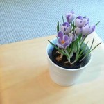 Plantas para tu departamento