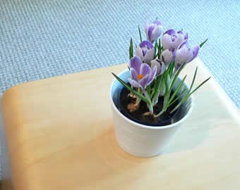 Plantas para tu departamento