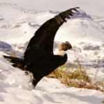 condor
