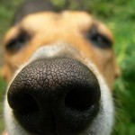 perro