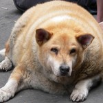 perrogordo