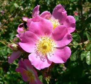 rosa-mosqueta2