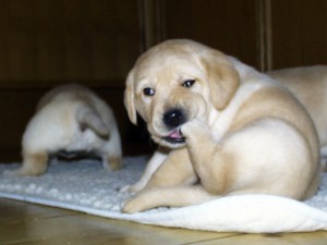 puppy-scratching