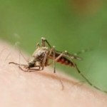 picadura de insecto