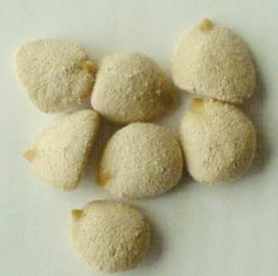 nuezdelaindia Nuez de India