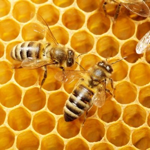 Uso terapéutico del veneno de abejas