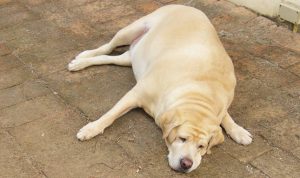 Los perros imitan el sedentarismo de sus dueños