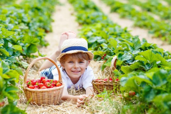 Diccionario de alimentos