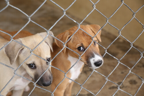 Animales en refugio