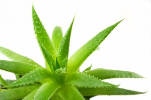 Beneficios del aloe vera