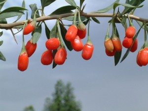 Goji: Un fruto milagroso