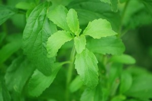 Propiedades de la stevia que quizá no conocías