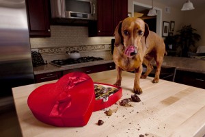 ¿Por qué no puedo darle chocolate a mi perro?