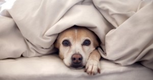 ¿Dormir o no dormir con mascotas? He ahí el dilema