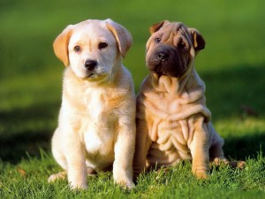 Confirmado: los perros se parecen a sus dueños