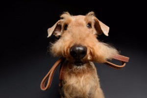 Cuida a tu mascota en el verano de alergias y parásitos
