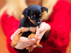 El luto de las mascotas: ¿Qué pasa cuando el dueño muere?