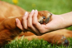 ¿Cómo enfrentar la muerte de una mascota?