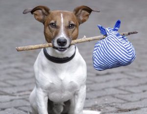 Los animales también sufren traumas psicológicos