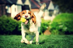 Los beneficios de tener un perro como mascota