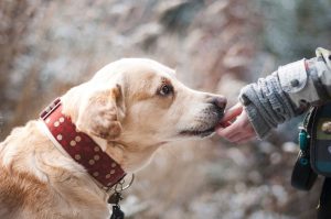 ¿Le hablas a tu perro? No estás loca, él te entiende