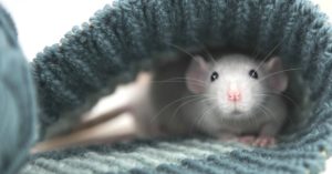 ¿Qué significa soñar con ratas?
