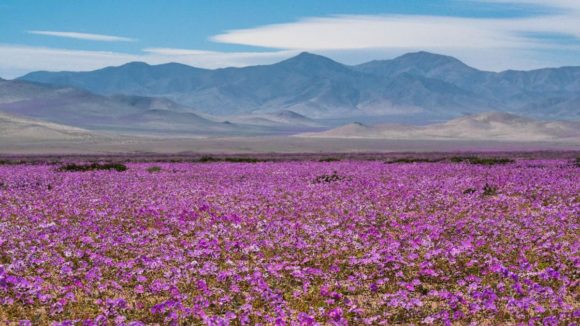 Chile al natural