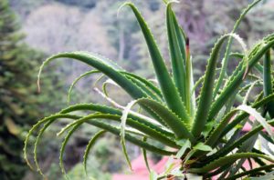 El Aloe Vera: Una planta con  propiedades medicinales