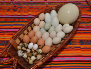 ¿Cómo preparar huevos de acuerdo a su origen?